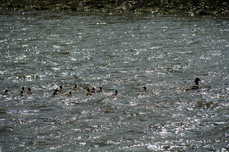 鸭和谐家庭湖图片