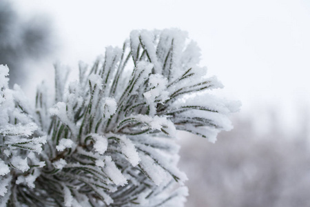 杉木树针上的积雪关闭了图片