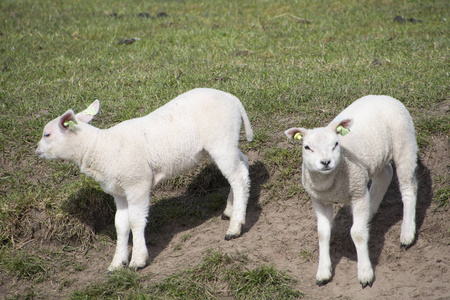 反刍动物的四足动物图片