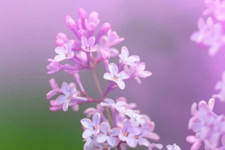 丁香紫春花，特写图像