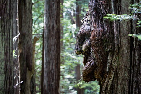 红木树上的树皮在加利福尼亚州北部海岸发现的红木国家公园里形成了一张面孔。红杉可以活2000年, 达到上百英尺的高度