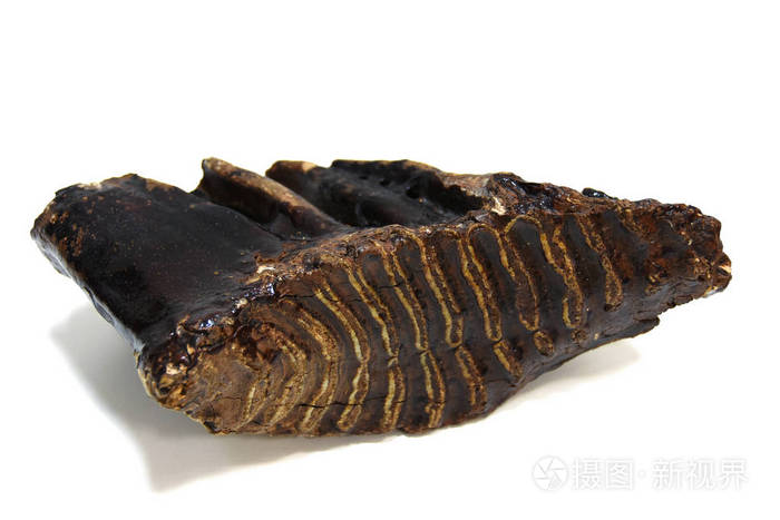 在白色背景上的古代猛犸象的孤立牙片段