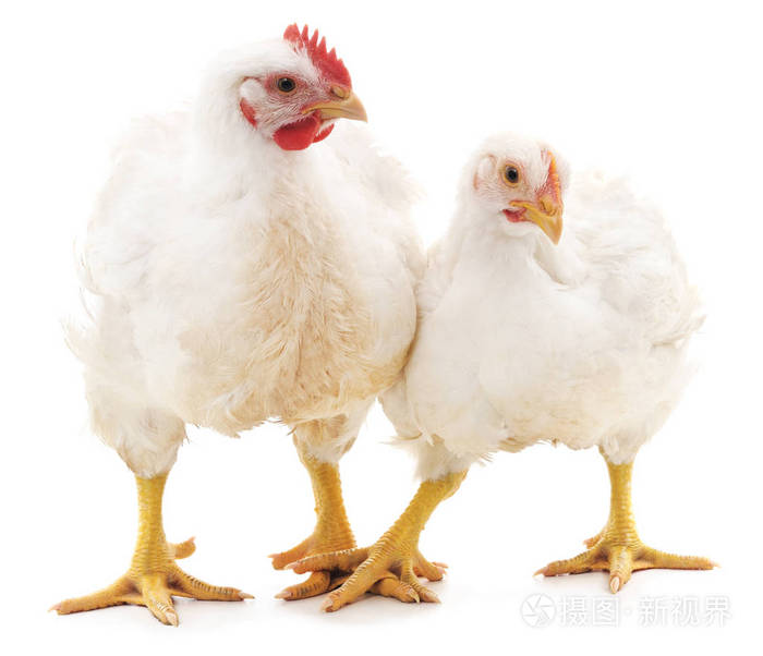 白公鸡和母鸡
