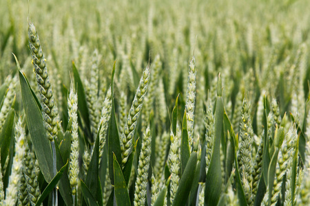 绿色小麦仍在增长的特写