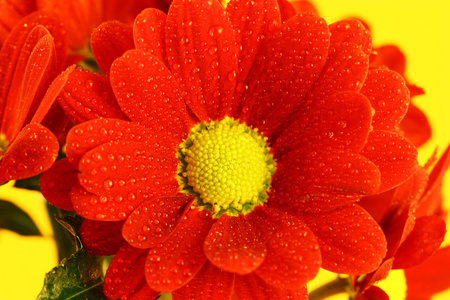 红菊花的花束图片