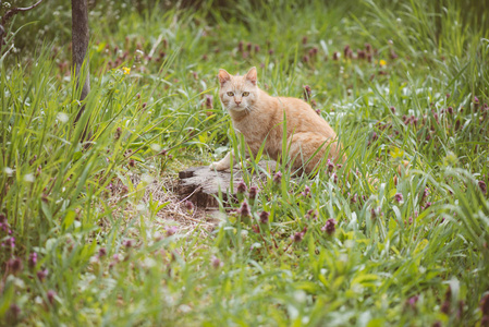 花园里的可爱年轻红猫咪