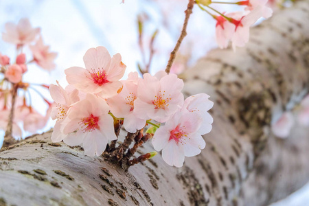 美丽的樱花在春天的季节里