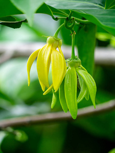 攀援依兰ilangilangmanorangini协或 kantali 协的芬芳花朵