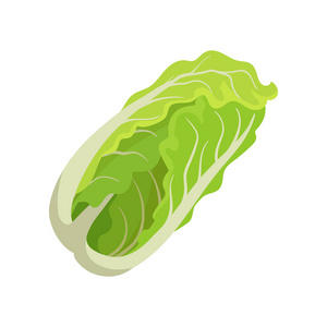 菜店新鲜的大白菜.健康食品.素食沙拉的有机成分.