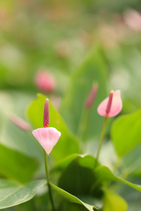 粉色的红掌朵鲜花，盛开在绿色公园