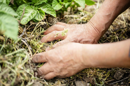 老年农民手的关闭使田间土壤照片