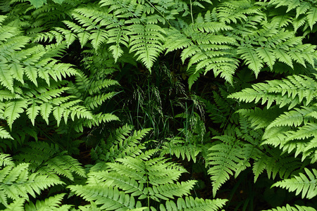 在森林空地蕨类植物的幼苗