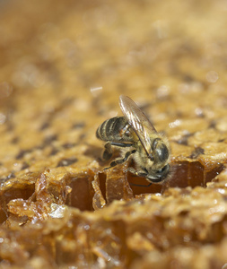 蜜蜂吃蜂蜜图片
