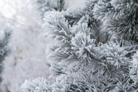 杉木树针上的积雪关闭了