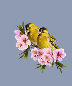 两只小鸟两只黄色小鸟的杏花的树枝上.春天开花.分离照片