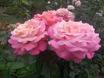 美丽的粉红色玫瑰与大花瓣
