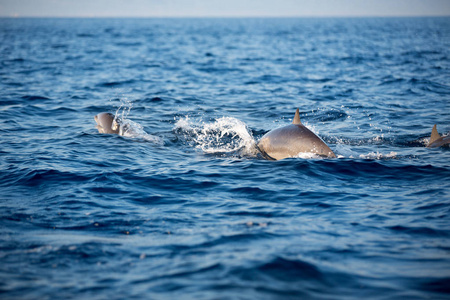 海洋野生动物背景海豚尾巴图片