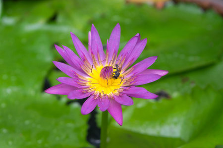 莲花紫色颜色与蜜蜂图片