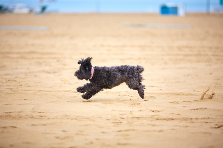 黑色的犬种去年成为狗在沙滩上玩