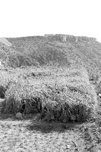 在阿曼的水稻栽培种植性质和颜色的小山