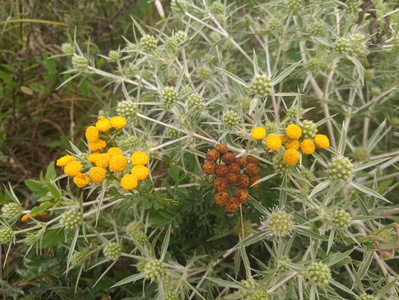 带绿紫色刺的黄色花朵