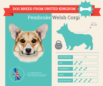 彭布罗克威尔士科基犬狗品种矢量数据图表