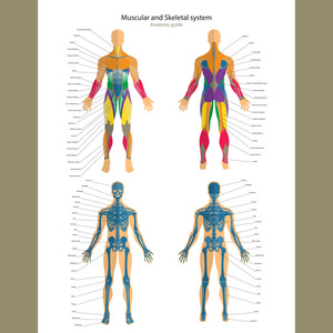 解剖指南。男性骨骼和肌肉系统的解释。正面和背面视图