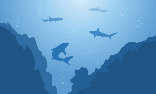 鲨鱼和悬崖上蓝色的大海景观的剪影照片