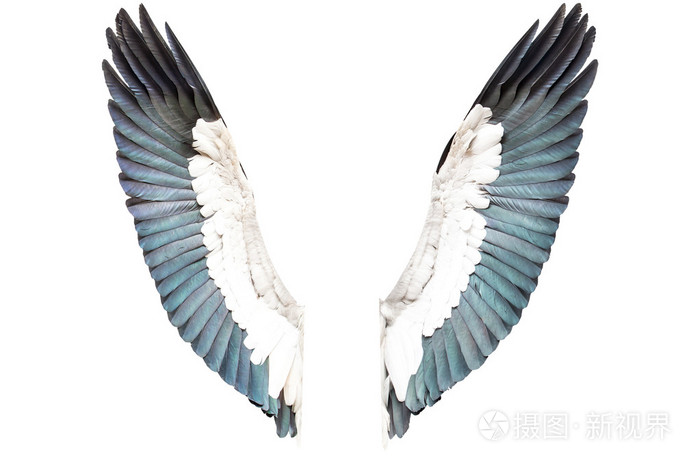 鸟翼上系上孤立的白色背景照片 正版商用图片0rc9 摄图新视界