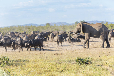 非洲象和 bufalo 的