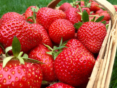 美丽的红草莓