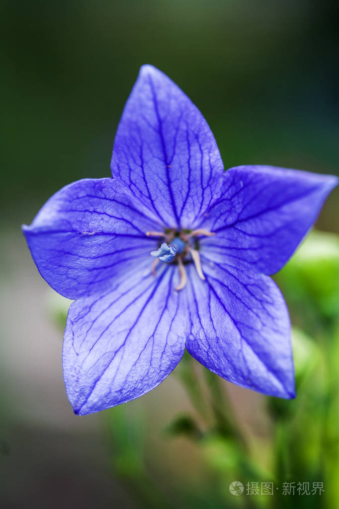 铁线莲的花园背景蓝色开花铁线莲的特写