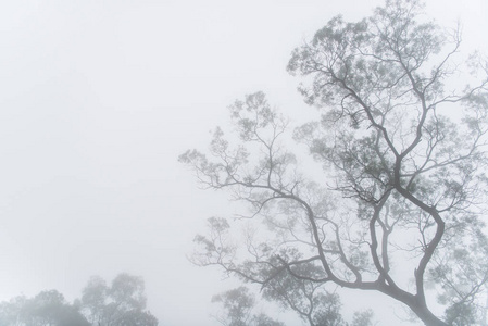 黑暗的迷雾森林与浓雾为背景