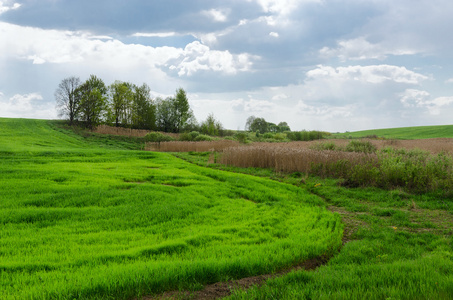 绿色的田野播种农作物的边缘图片