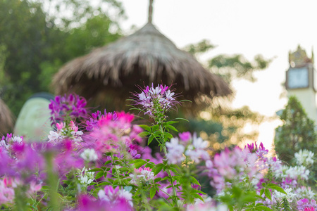 花纹花墙纹理背景