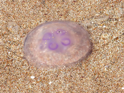 沙滩上透明果冻似生物图片