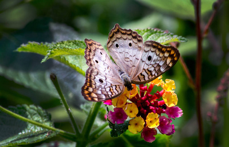 美丽的白色孔雀蝴蝶在美丽的花园里享受美味的花朵