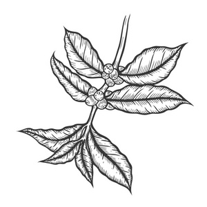 咖啡树分支例证.雕刻风格.复古向量照片