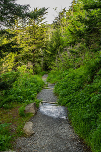 大雾山高山上的松树小径