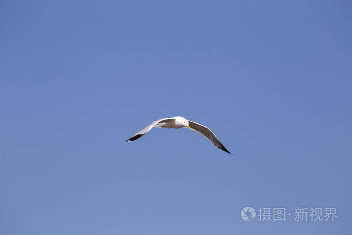 在炎热的夏日午后, 一只海鸥在蓝天上空飞翔