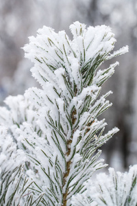 杉木树针上的积雪关闭了