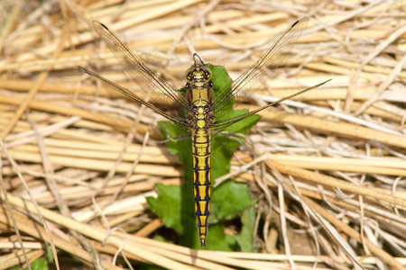 黑色尾撇蜻蜓, Orthetrum cancellatum, 在清晨的阳光下休息