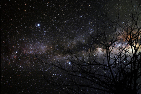 银河背面剪影干树枝树夜空, 这张图片的元素由 Nasa 装备