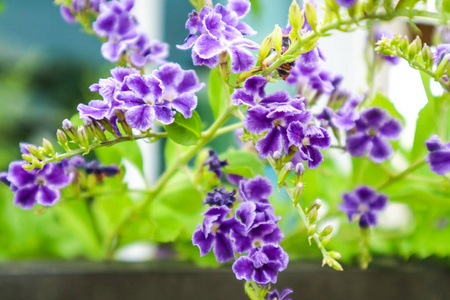 金色露珠滴, 鸽子浆果, 天空花 Duranta 万寿菊, 花是浅蓝色或薰衣草, 果实是一个小球状种开花灌木在马鞭草家庭马鞭