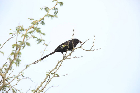 喜鹊伯劳鸟 Urolestes melanoleucus 在赞比亚