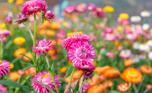 生长在花园里 strawflowers