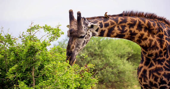 只吃树叶中的雄性长颈鹿图片