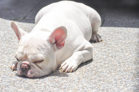 躺下来法国斗牛犬或睡觉的狗照片