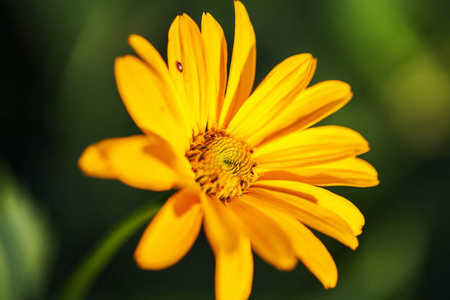 美丽的黄太阳菊花卉背景绿色花园的特写