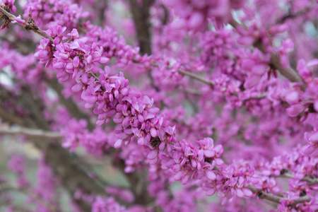 粉红色花朵在早春的水平图像中绽放